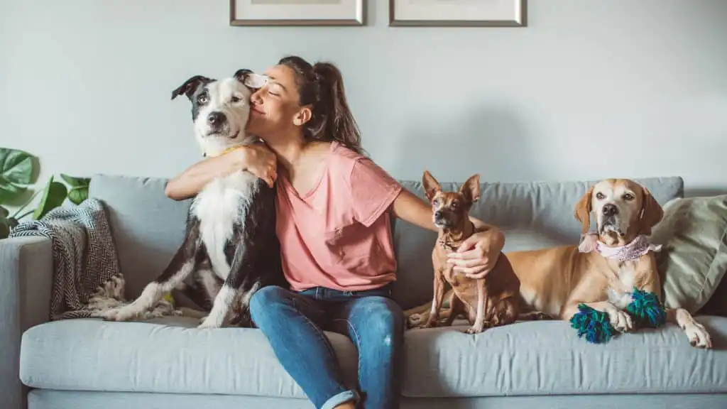 What To Do With Your Pets When The Cleaners Come?