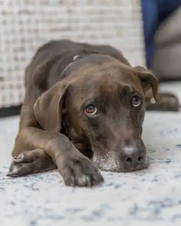 Petfriendly Cleaning Service
